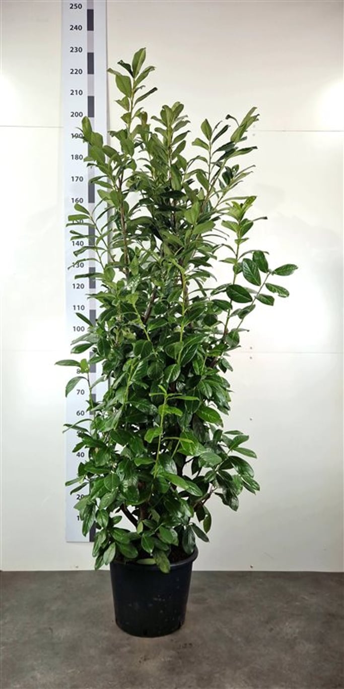 Prunus l. 'Novita' - C20 175-200 CM